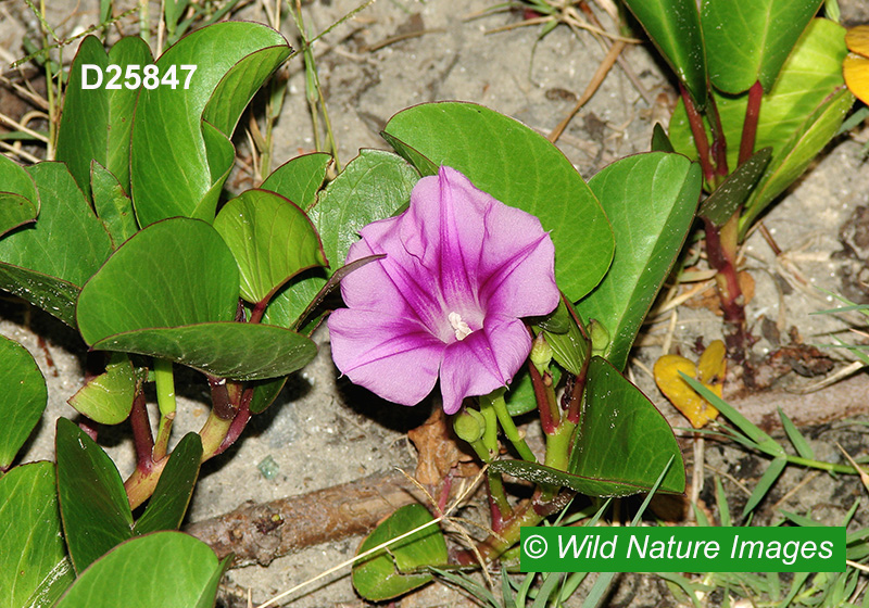 Goat’s-foot Morning-Glory (Ipomoea pes-caprae)